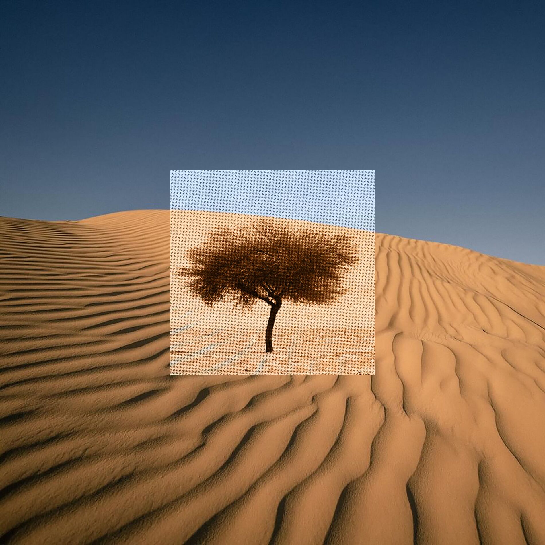 Album cover of Though I Walk