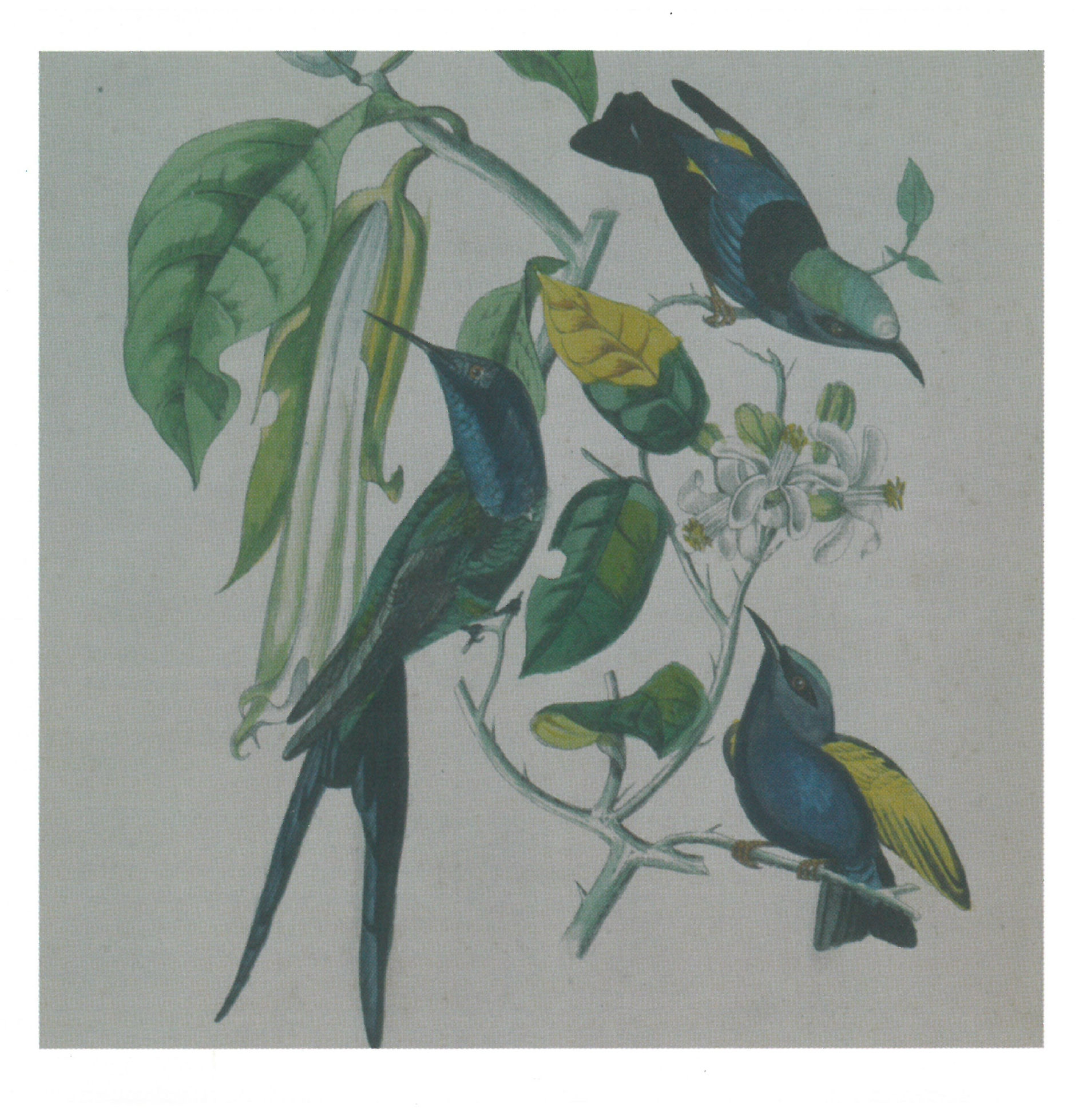 Album cover of Saku