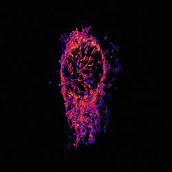 Cover of Whelmer