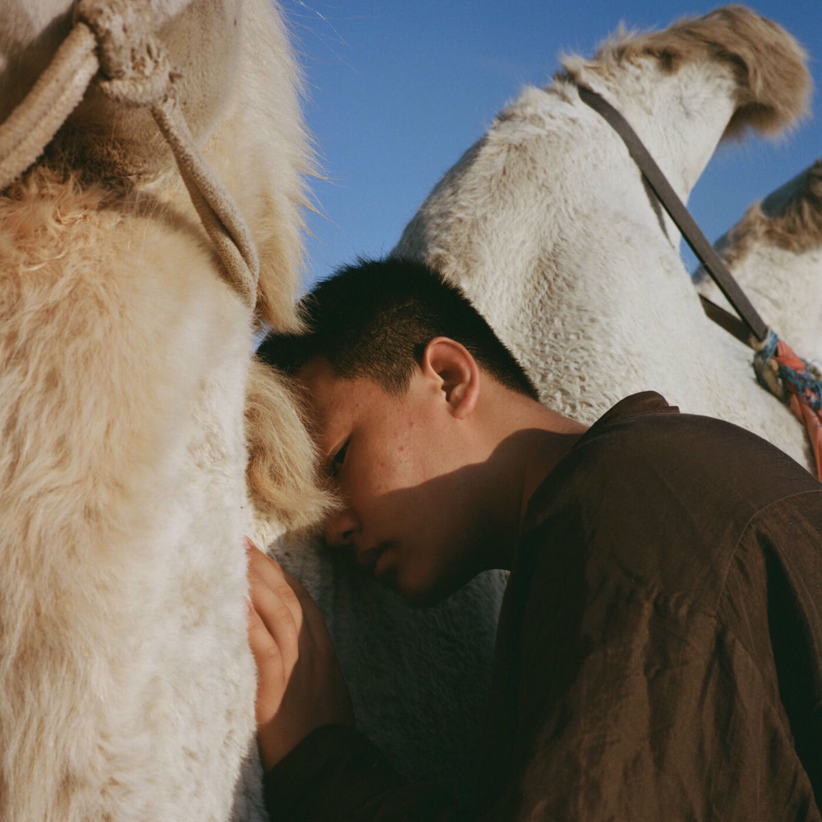 邦楽 She Her Her Hers / Love Sense/temporary She Her Her Hers