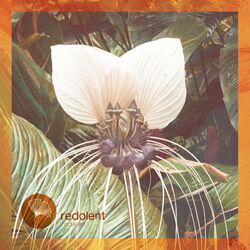 music cover