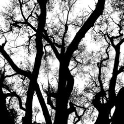 Cover of Ambiance for Calming and Harmony