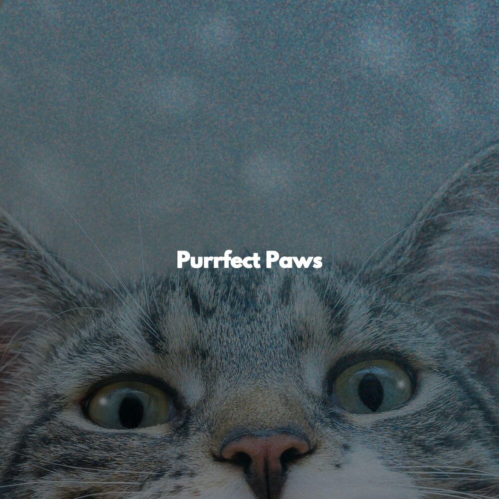 Picture of Purrfect Paws