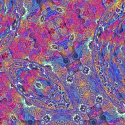 Cover of Placenta