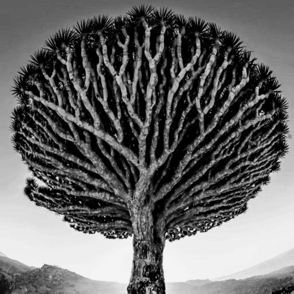 Album cover of Pousse - toi