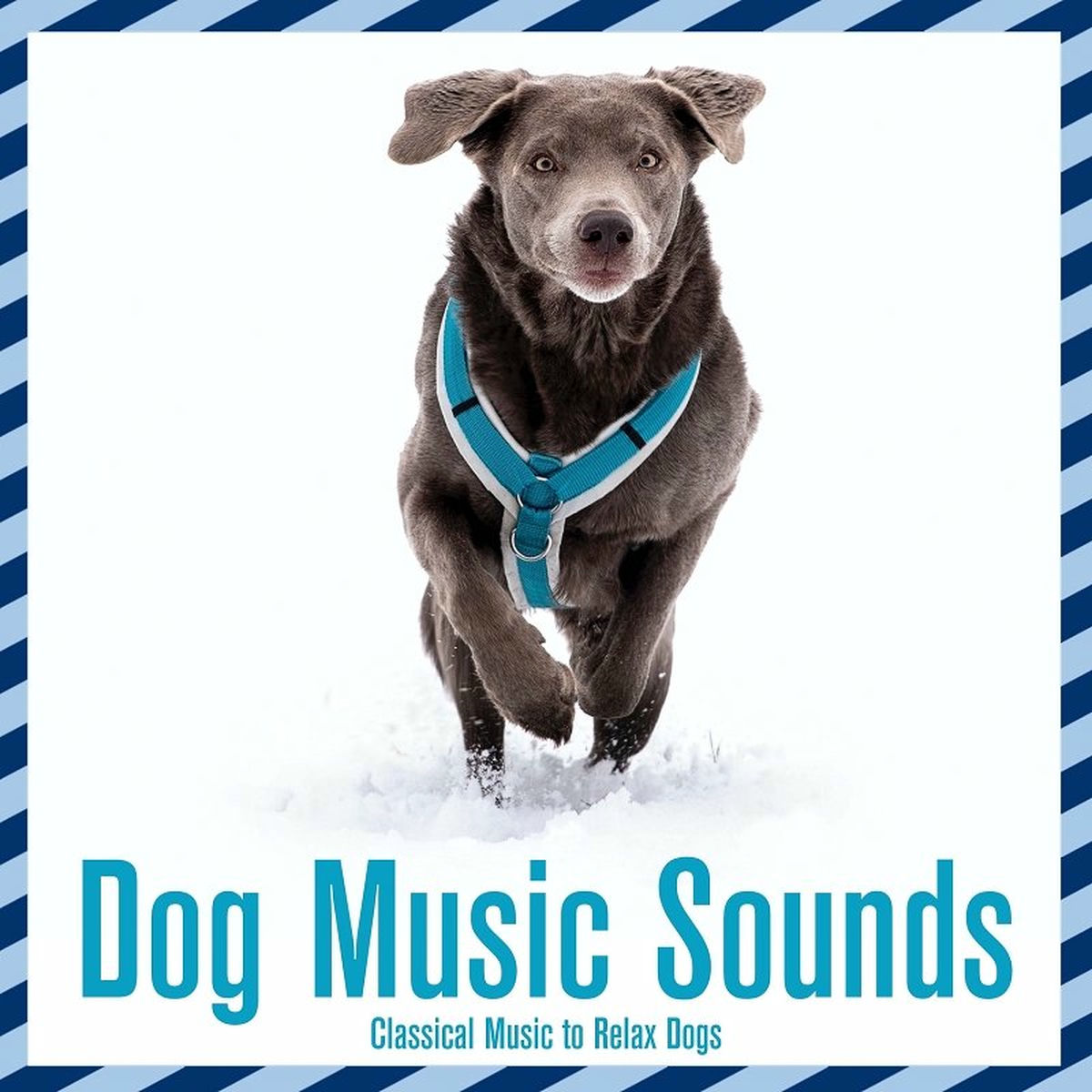 Album cover of Dog Music Sounds: Classical Music to Relax Dogs