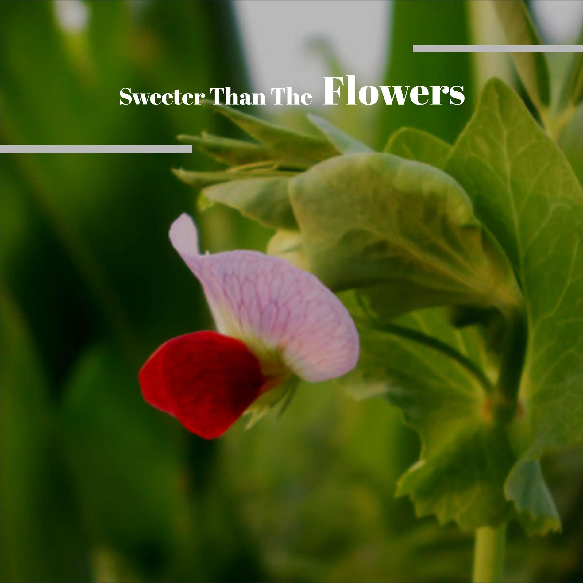 Album cover of Sweeter Than The Flowers