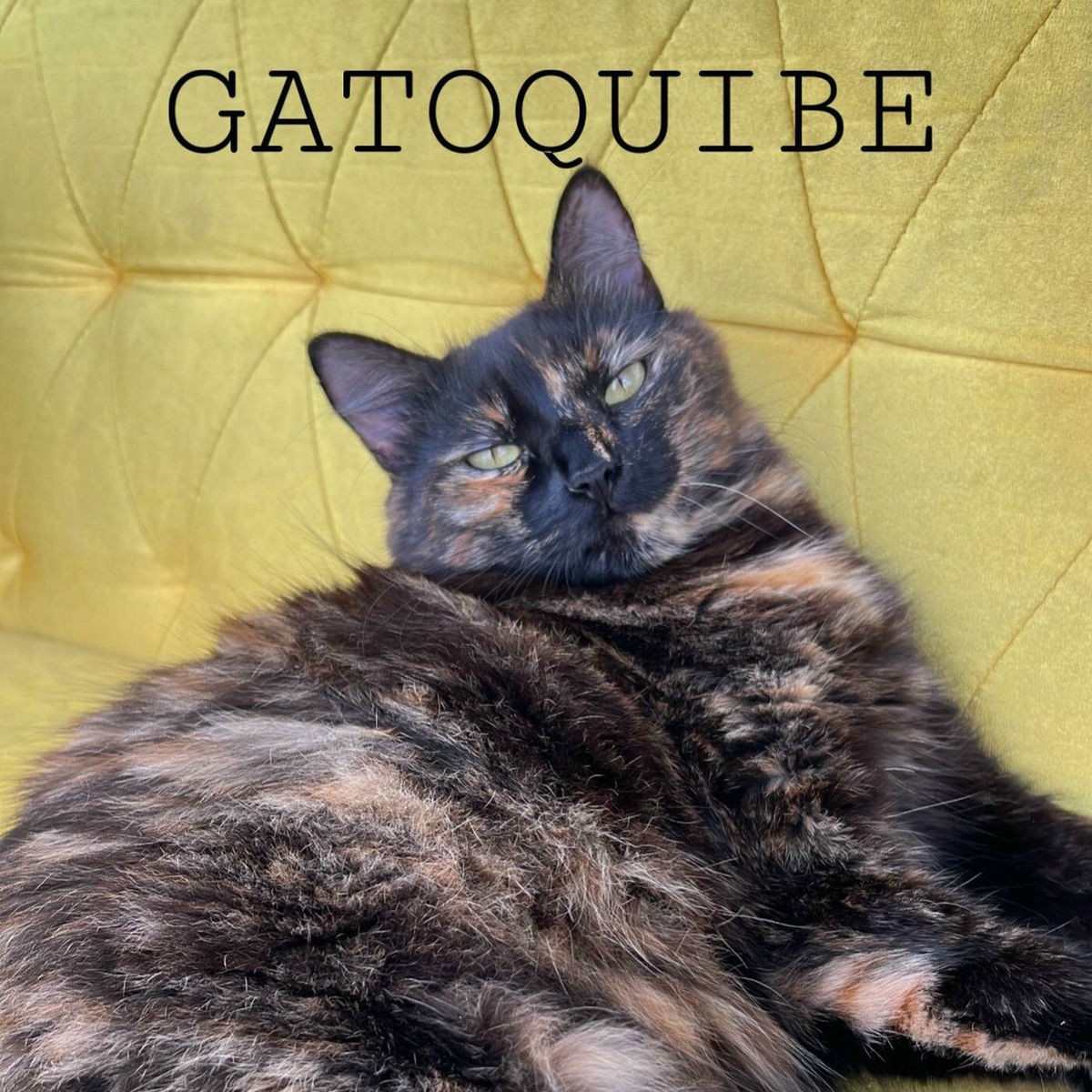 Album cover of Gatoquibe