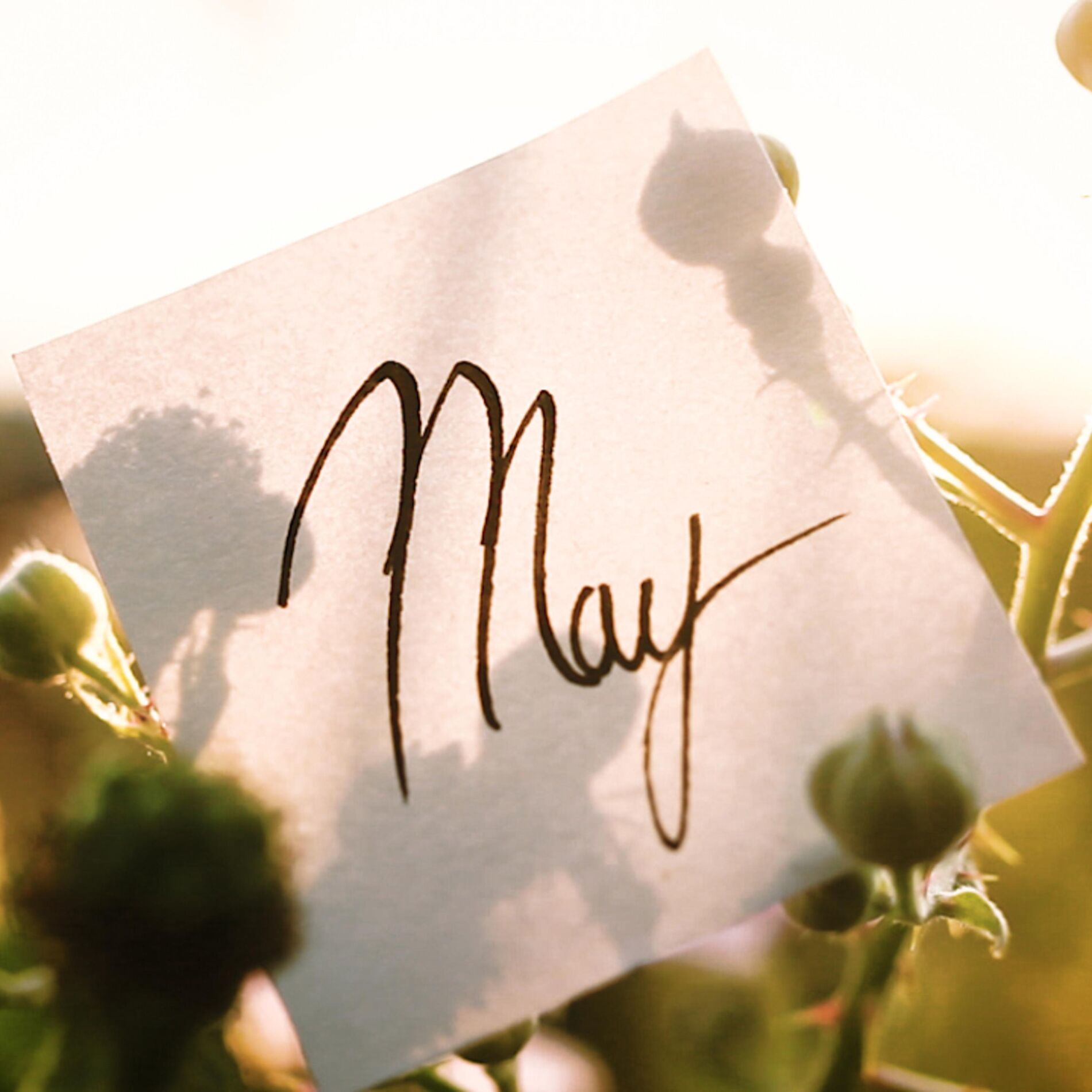 Album cover of May