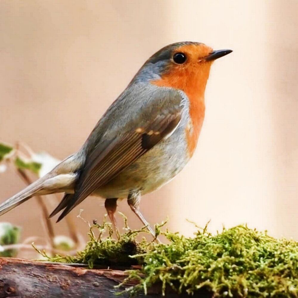 Picture of Little Bird