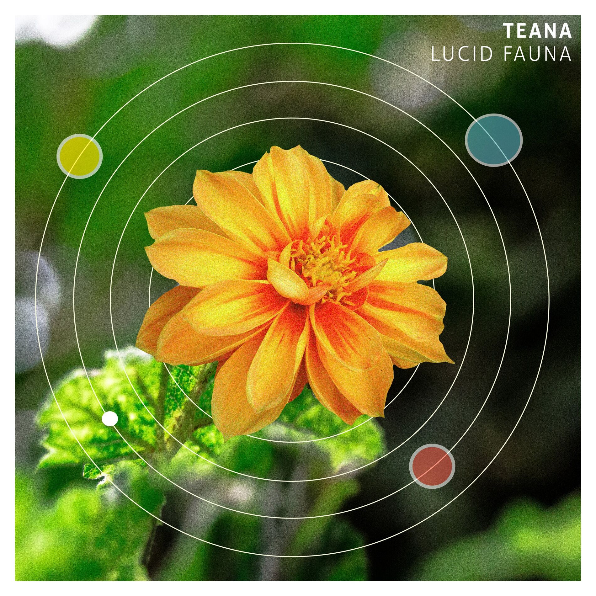Album cover of Lucid Fauna