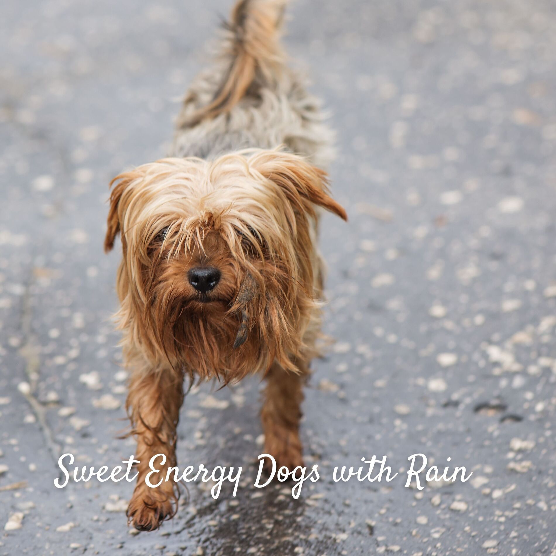 Album cover of Sweet Energy Dogs with Rain