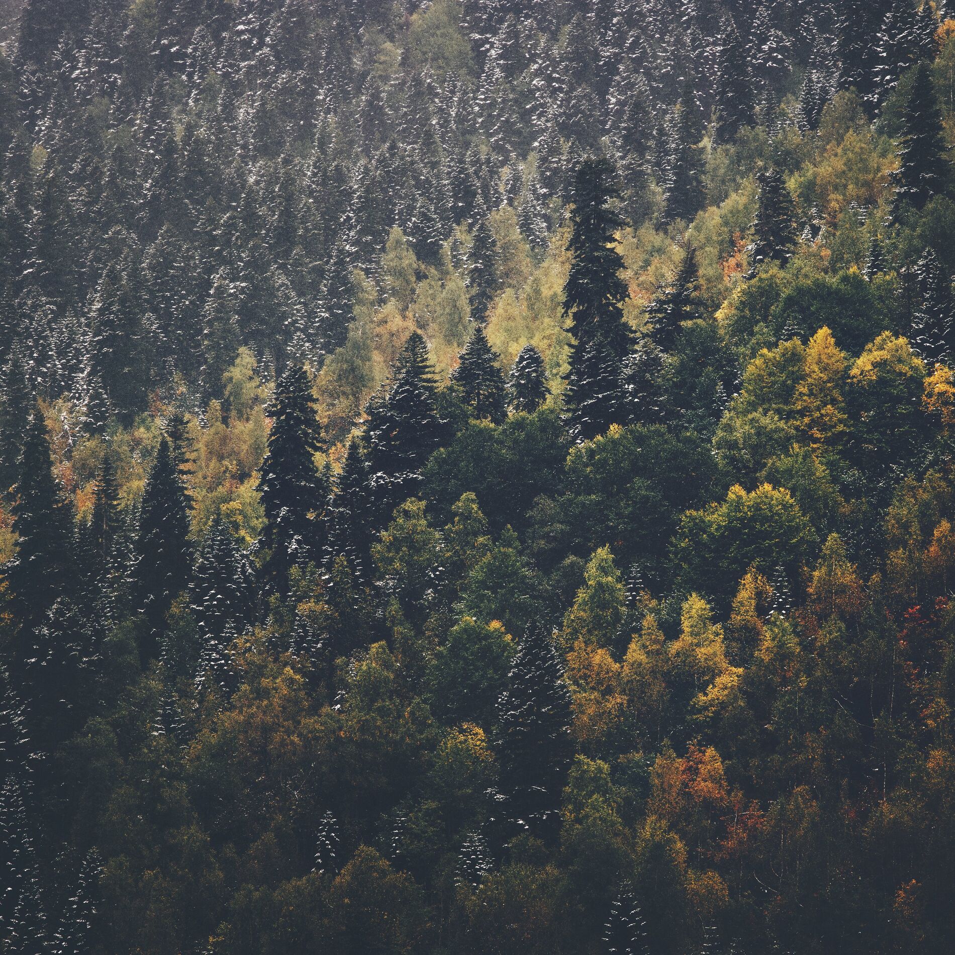 Album cover of Relaxing Sleep Music