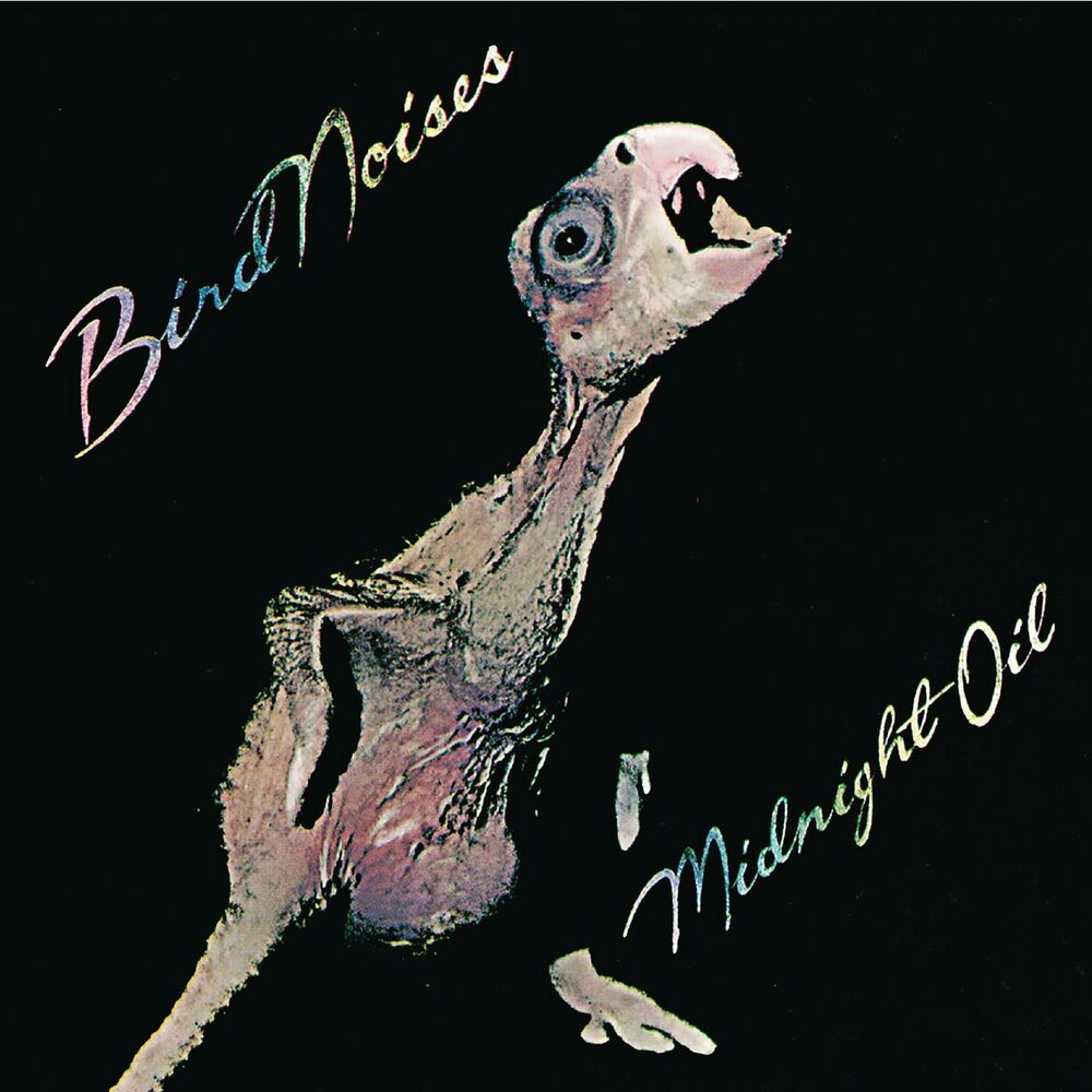 Picture of Bird Noises