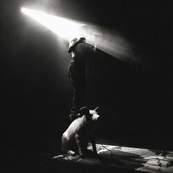 Cover of Piglet Live