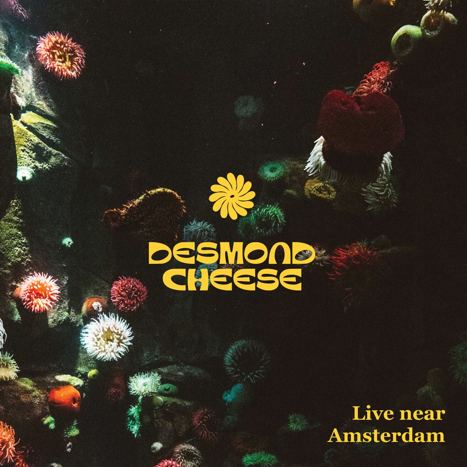 Album cover of Live Near Amsterdam (Live)