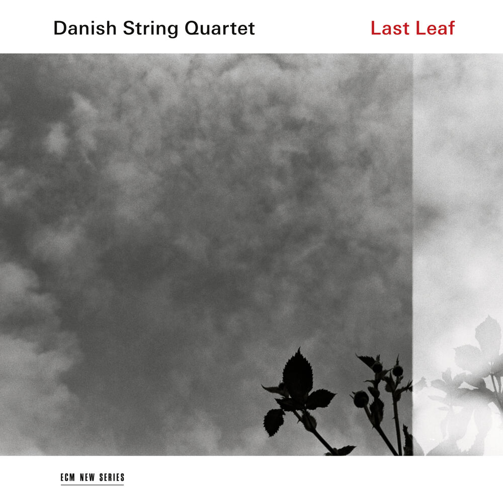 Picture of Last Leaf