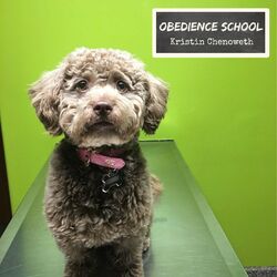 Cover of Obedience School