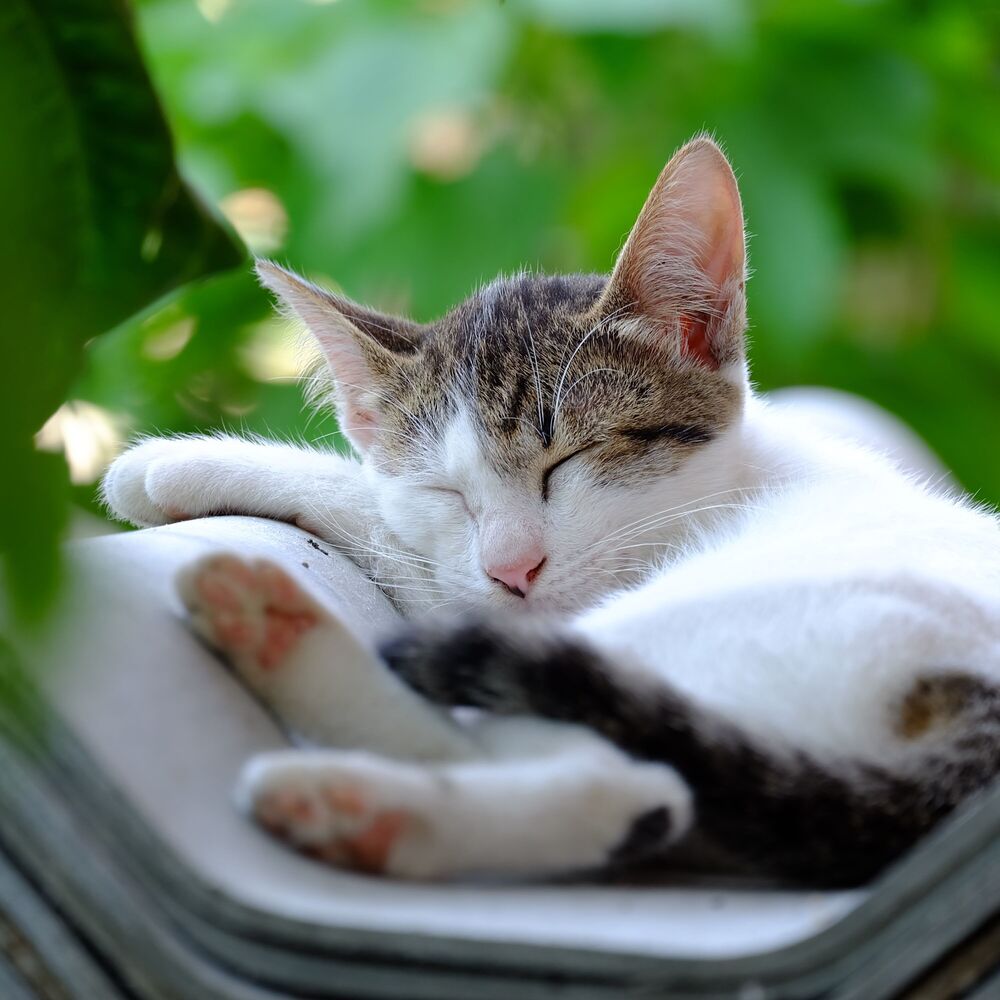 Picture of River Purring Theta Waves Harmony: Meditative Cat Sleeping Tones
