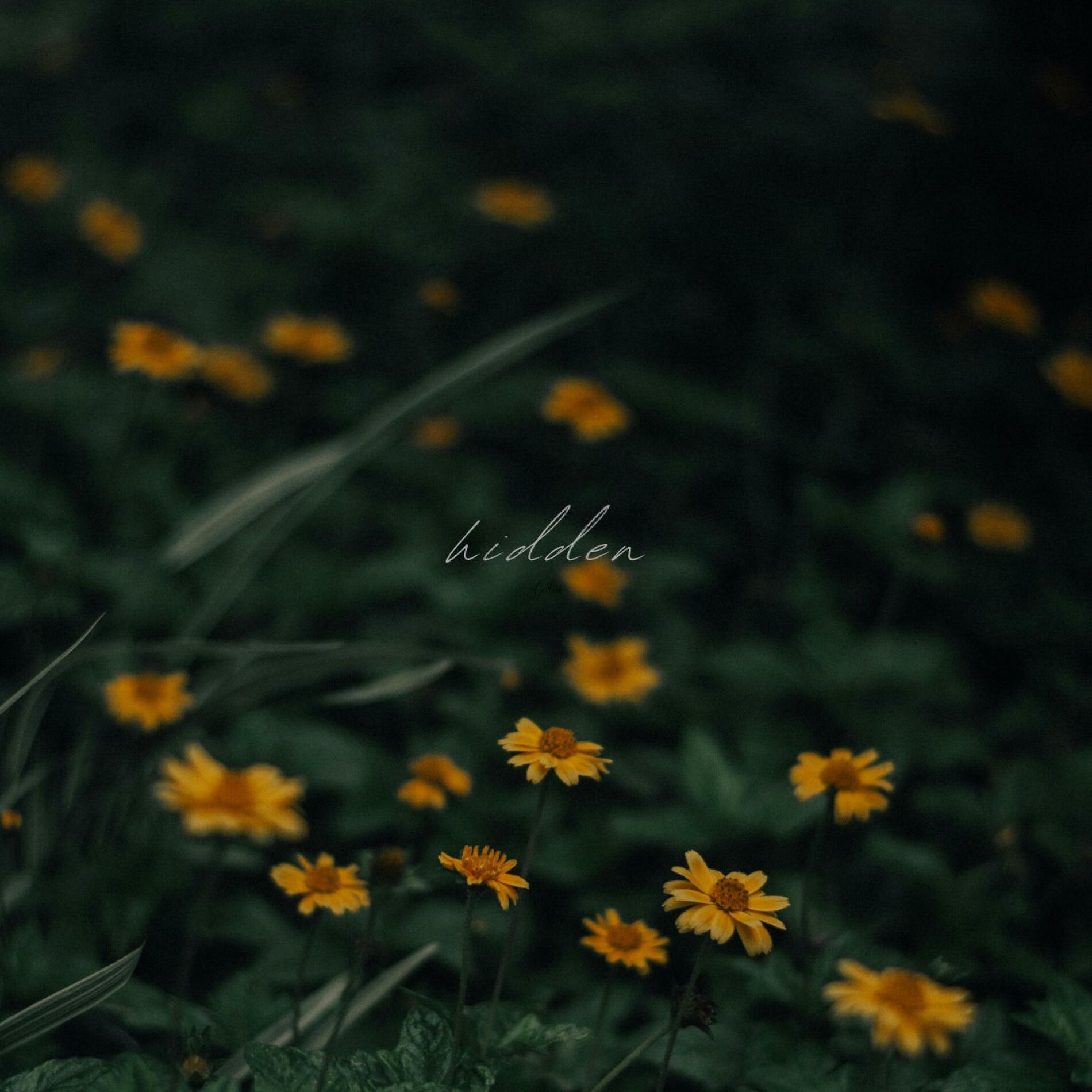 Album cover of hidden