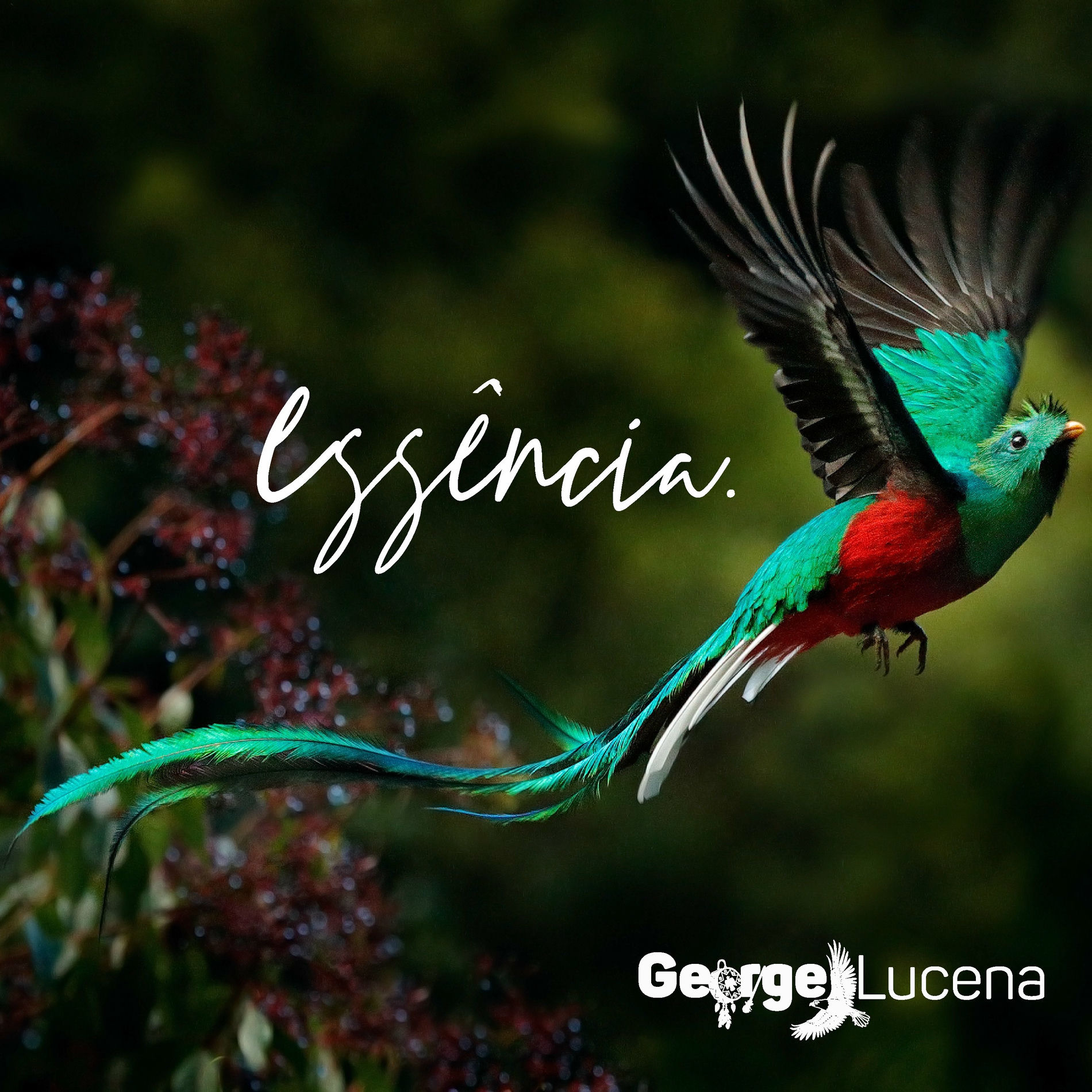 Album cover of Essência