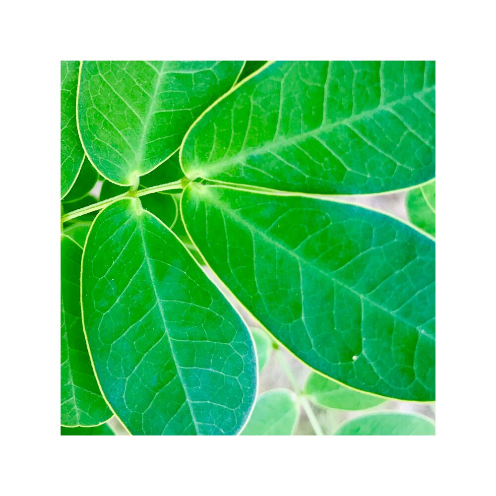 Picture of Full Bloom (Demo)