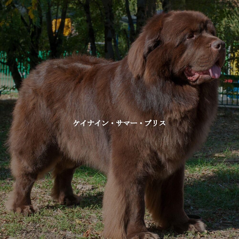 Picture of ケイナイン・サマー・ブリス