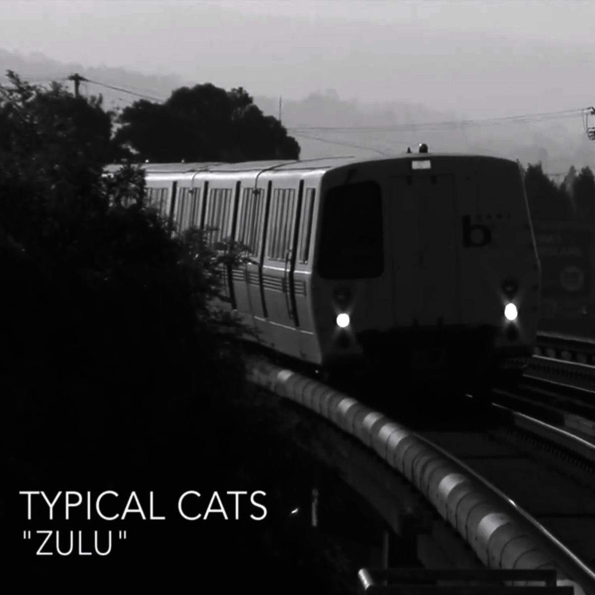 Typical Cats: albums, songs, concerts | Deezer