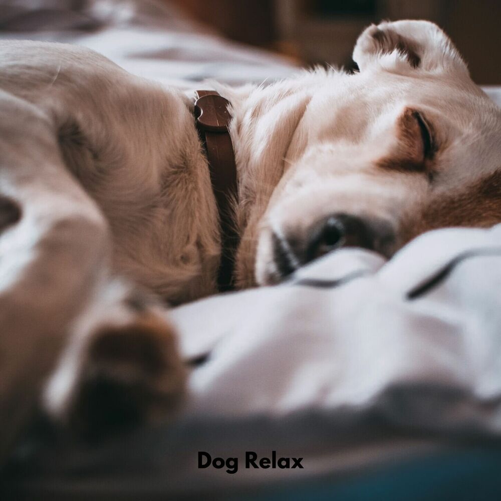 Picture of Dog Relax