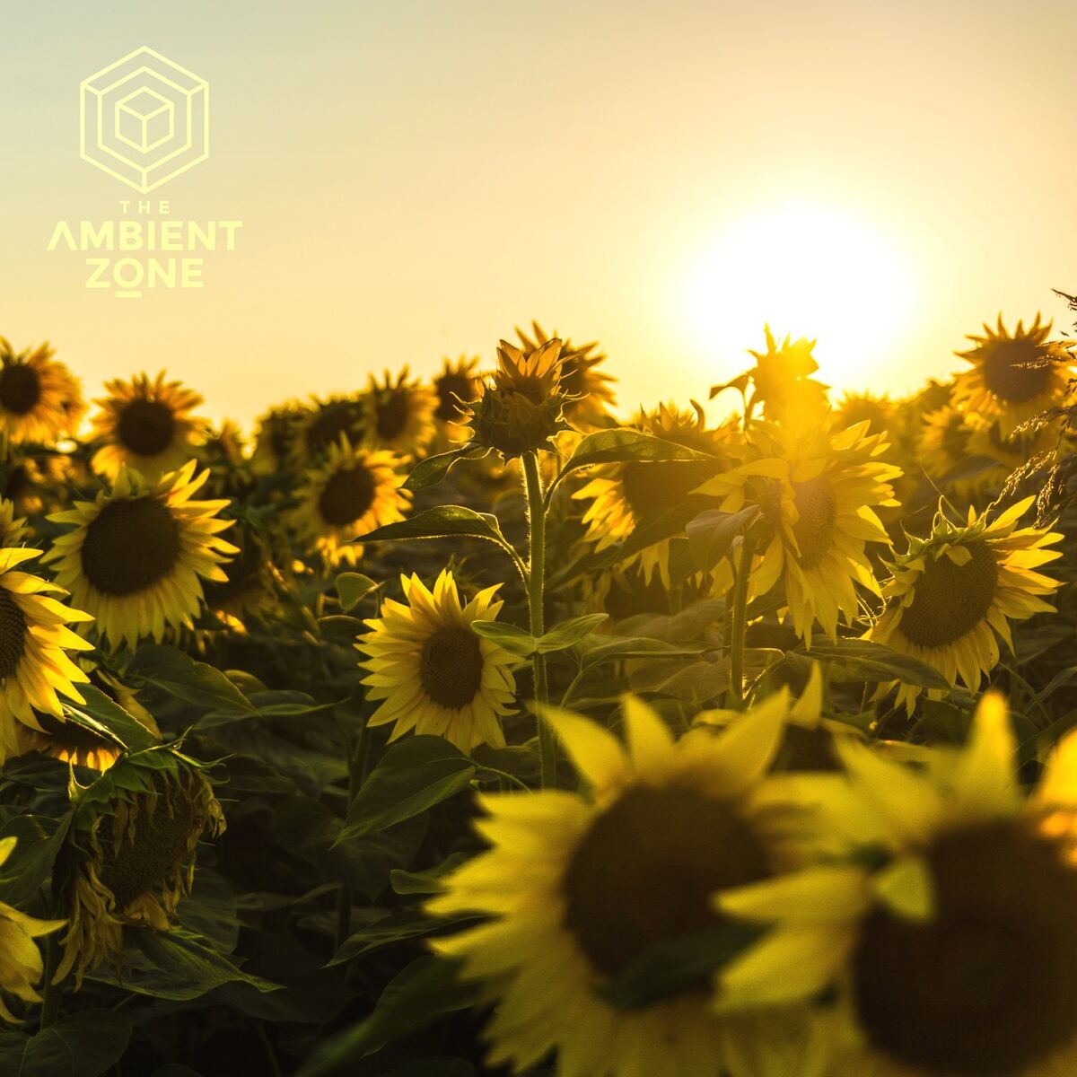 Album cover of Summer Chill 001 : The Ambient Zone