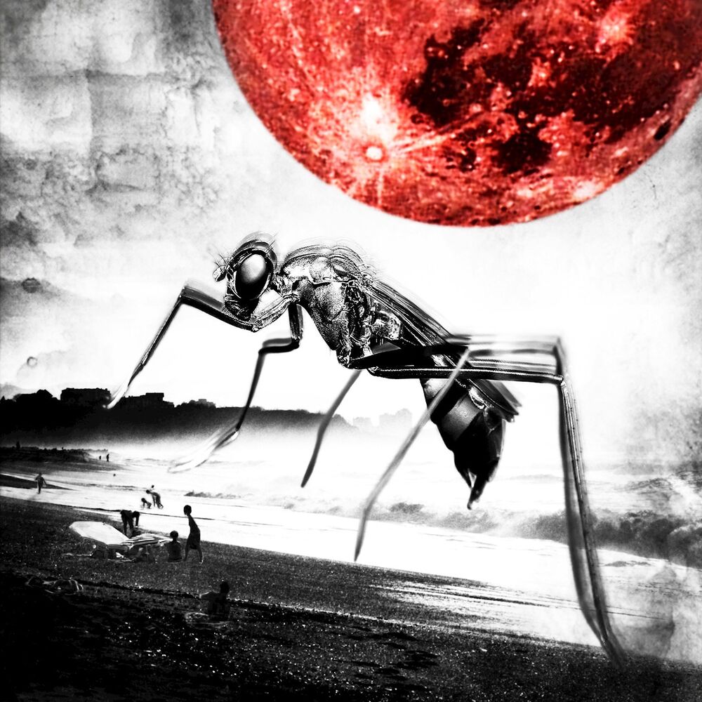 Picture of Mosquito