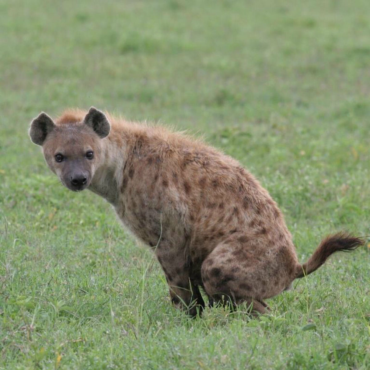 Album cover of Hyena