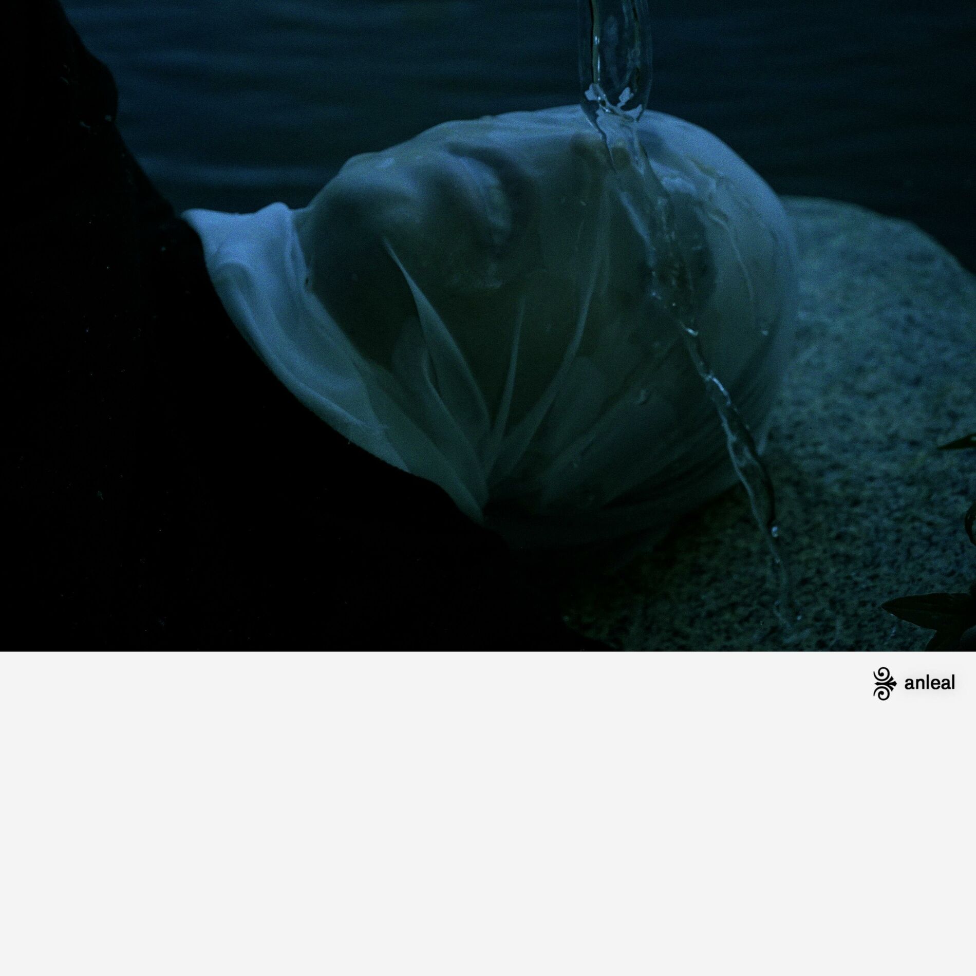 Album cover of ANLEAL