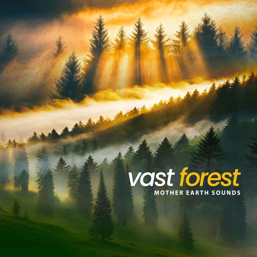 Picture of Vast Forest