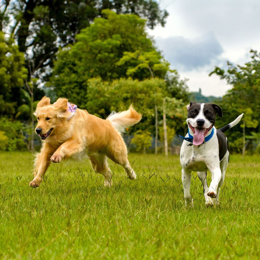Picture of Rainy Paws: Chill Soundscapes for Playful Dogs