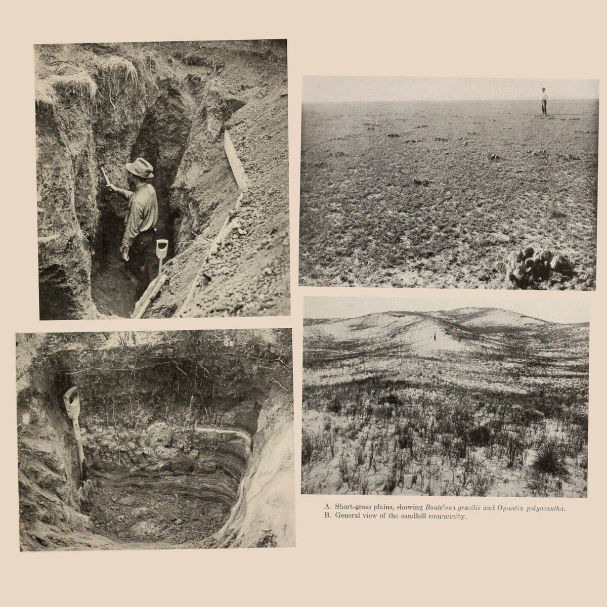 Album cover of Schönheit / Irrtum