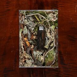 Cover of forests: cedri - excerpt
