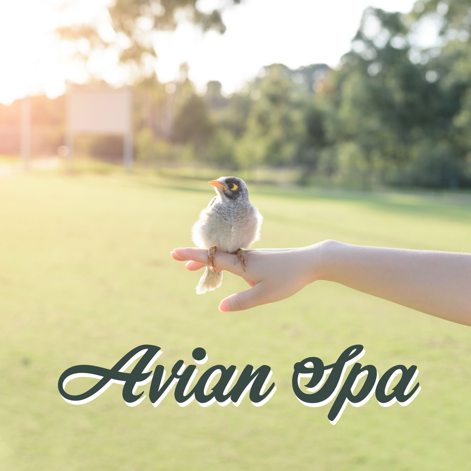 Album cover of Avian Spa - Music with Joyful Bird Singing & Nature Sounds in the Background for Spa, Massage, Wellness and Bathing