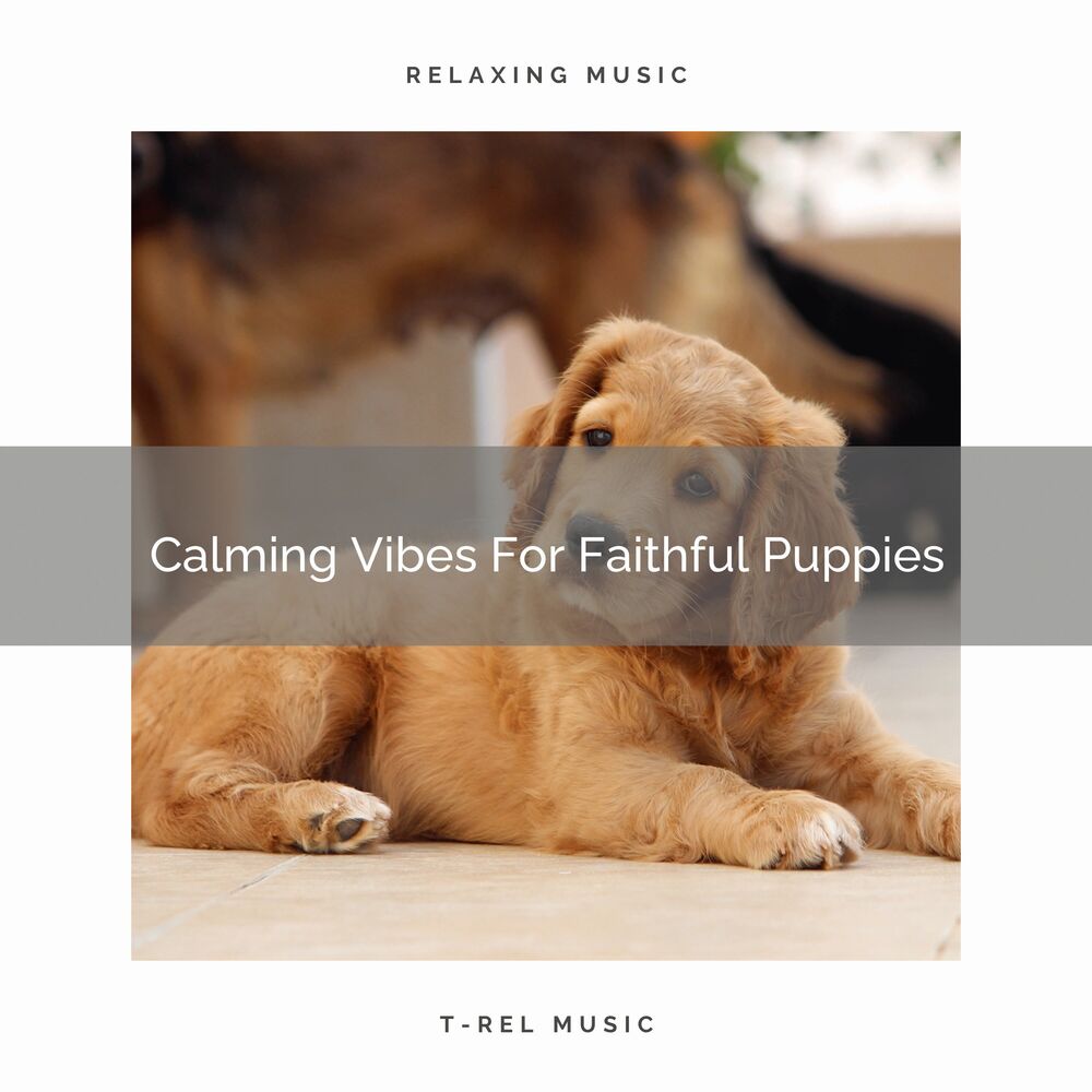 Picture of Calming Vibes For Faithful Puppies