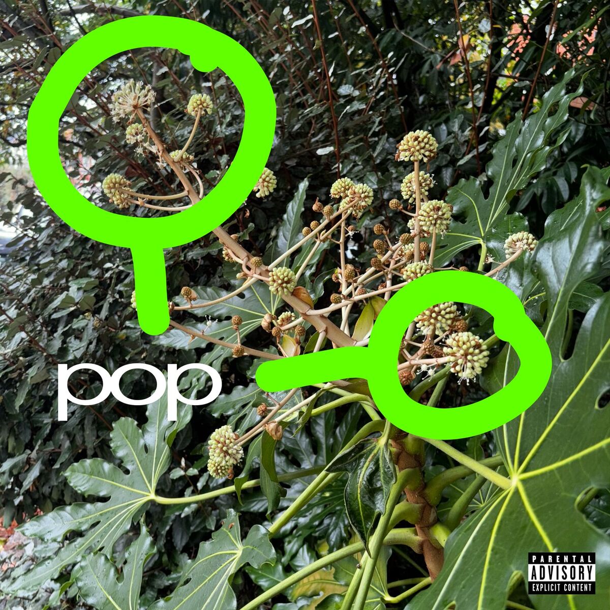 Album cover of pop