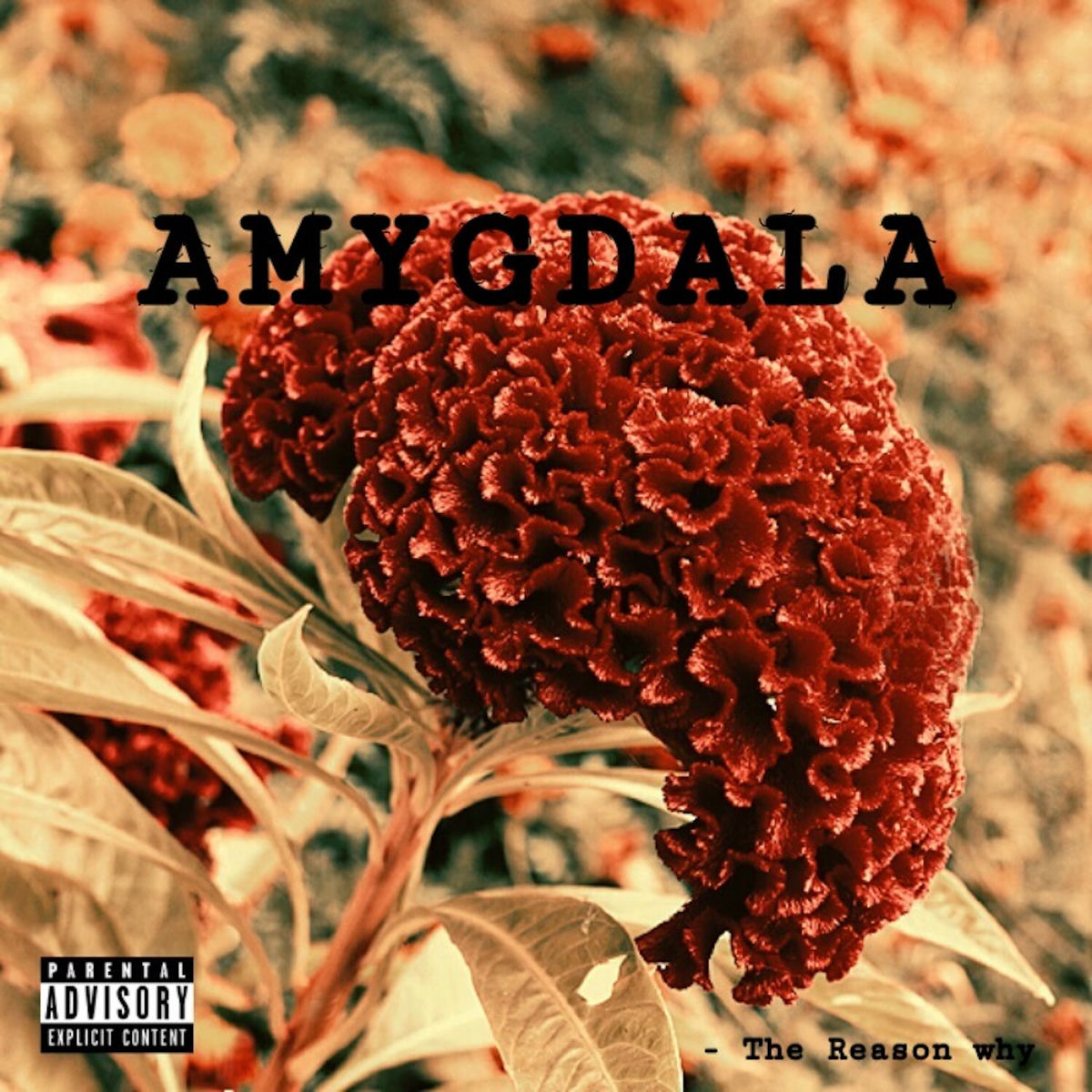 Album cover of Amygdala