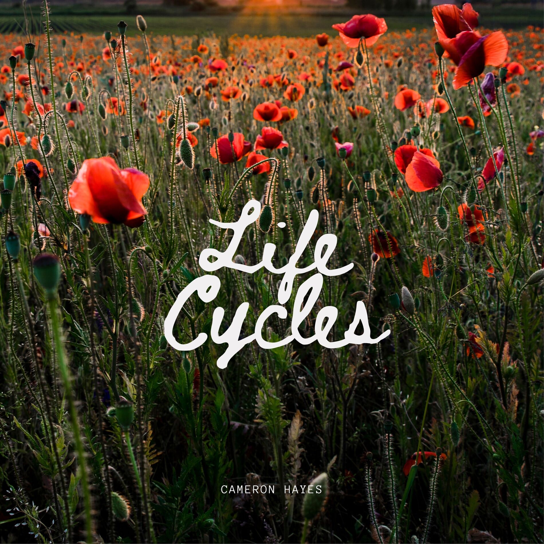 Album cover of Life Cycles