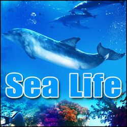 Cover of Sea Life: Sound Effects