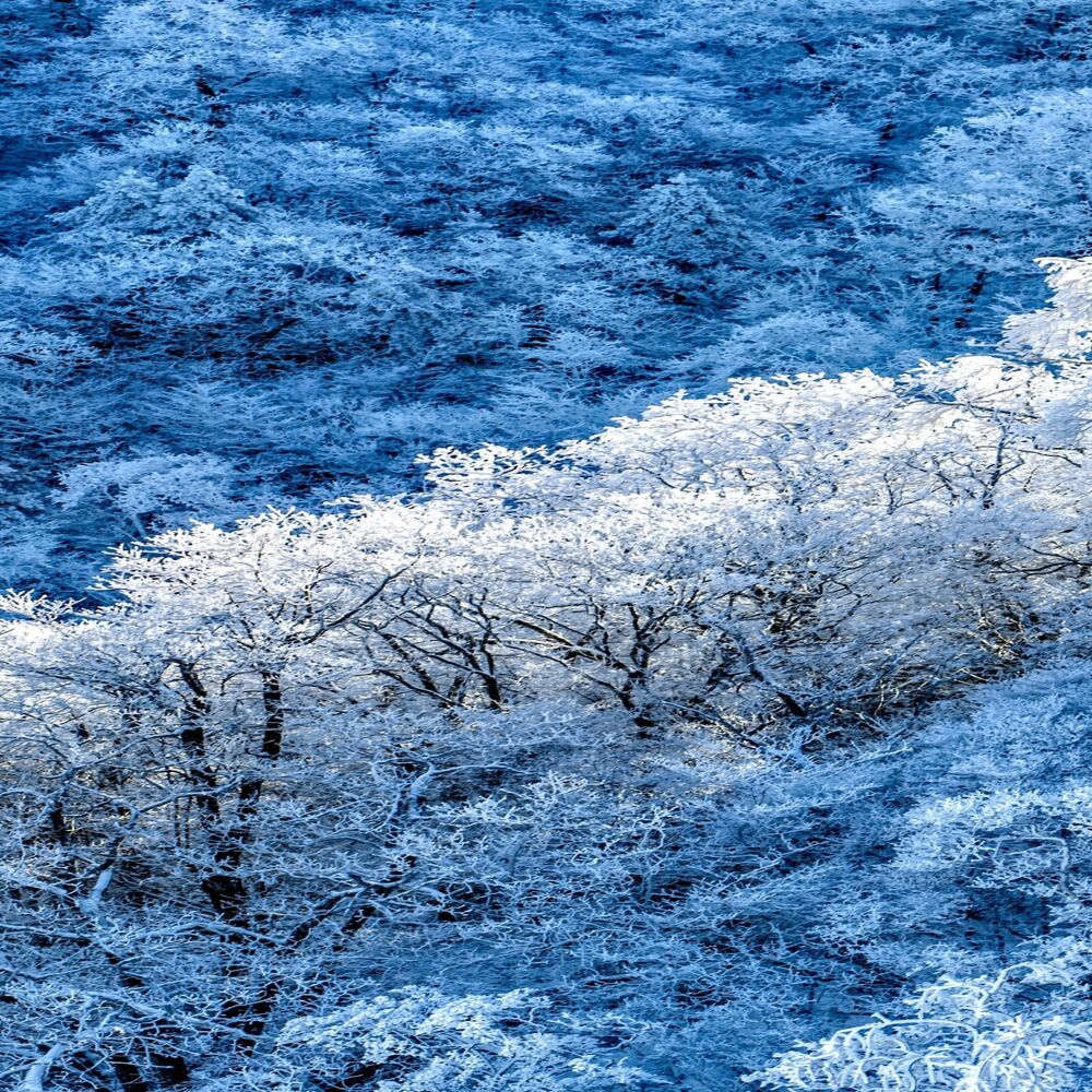 Picture of Snowy Day