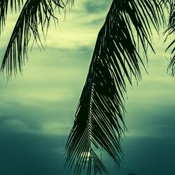 Cover of Sultry Bossa Saxophone - Background for Breakfast Time
