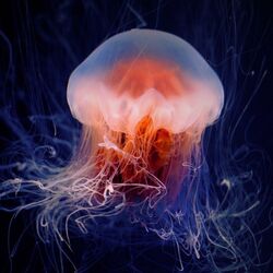 Cover of Bioluminescence