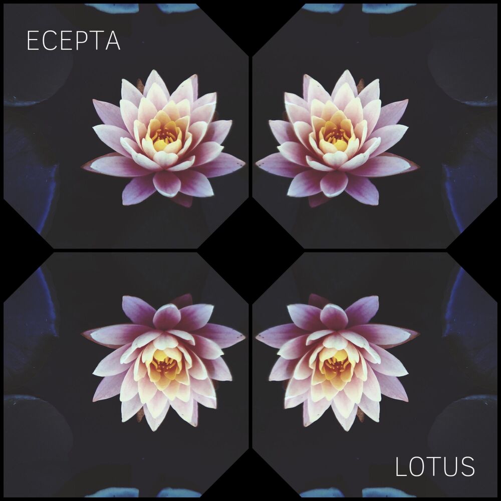 Picture of Lotus