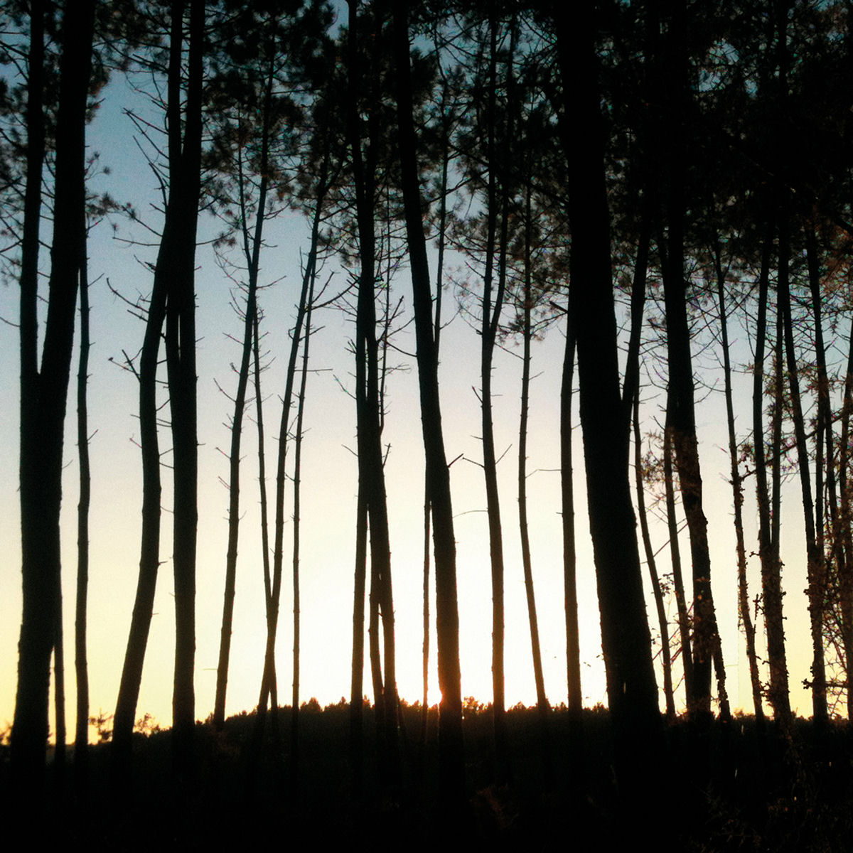 Album cover of The Way To The Forest