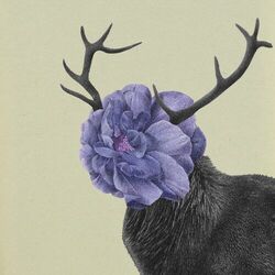 Cover of Deer Hana