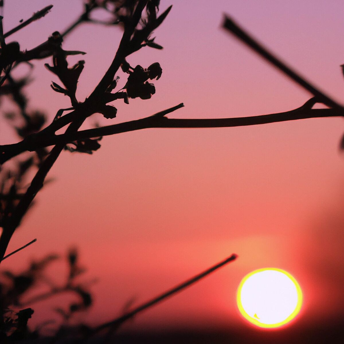 Album cover of Morning